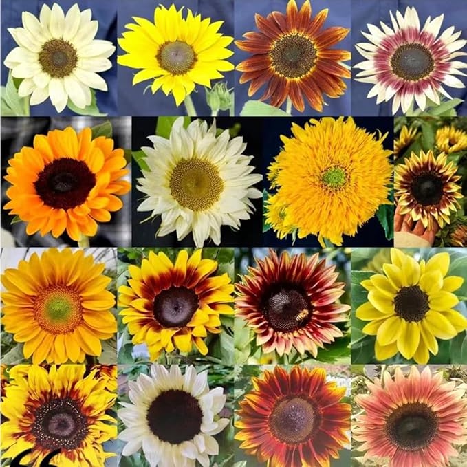 Color Sunflower flower seeds