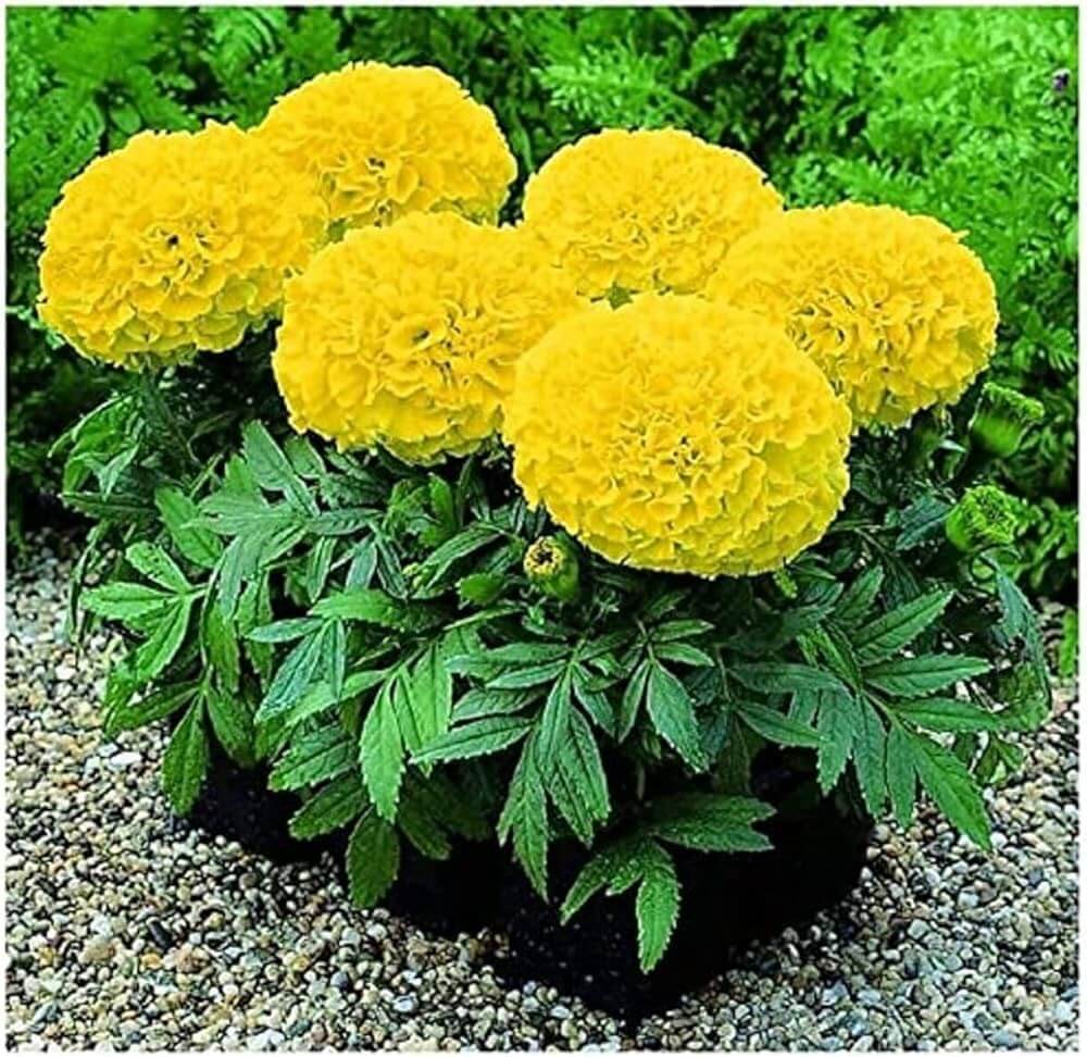 Lemon Yellow Marigold plant