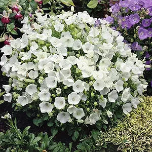 Campanula Bellflower flower seeds