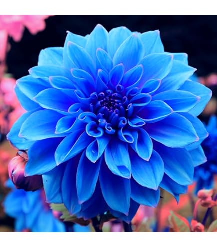 Light Blue flower seeds