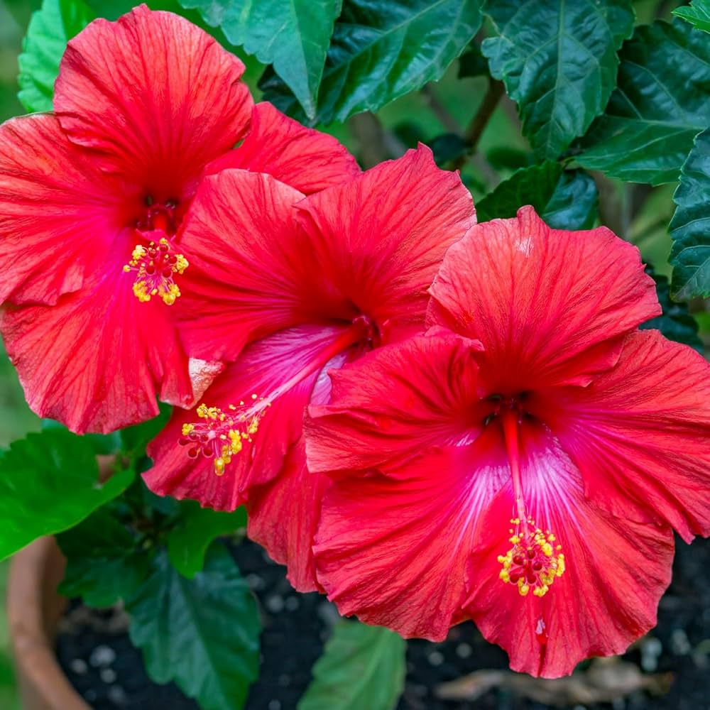Hibiscus Bonsai flower seeds