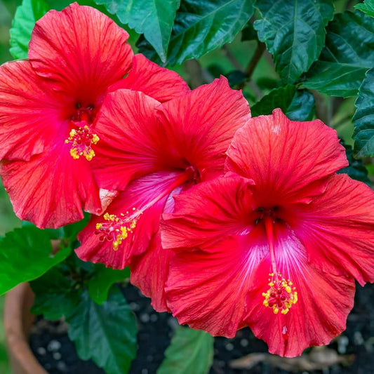 Hibiscus Bonsai flower seeds