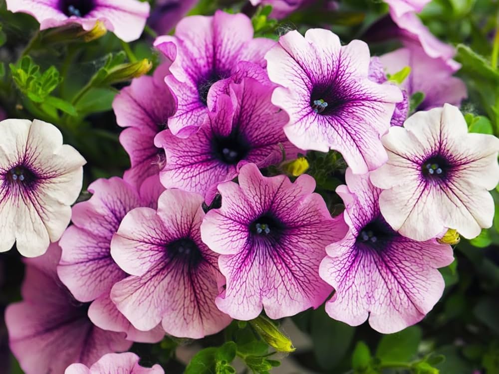 Violet Tritunia flower seeds