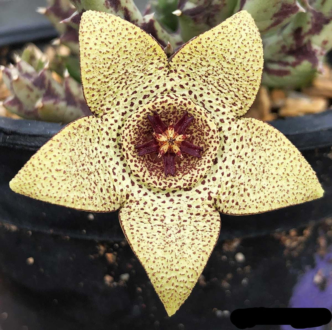 Yellow Stapelia flower seeds