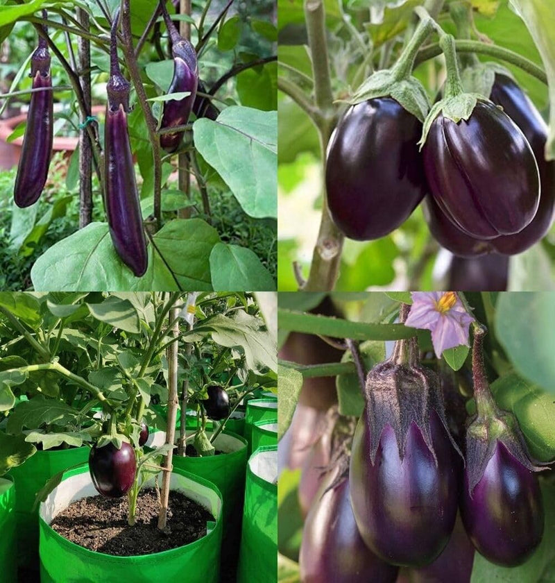 Mixed Eggplant Seeds for Planting – Heirloom Non-GMO Garden Seeds