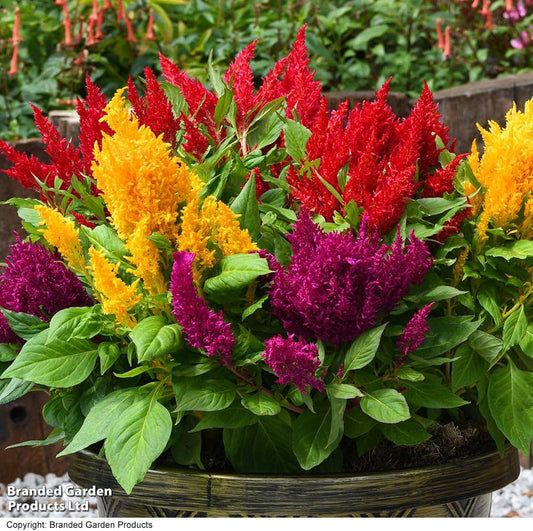 Celosia Fresh flower seeds