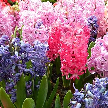 Hyacinthus Orientalis flower seeds