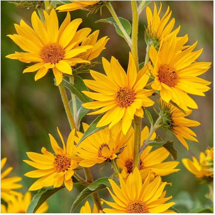 Yellow Maximiliani flower seeds