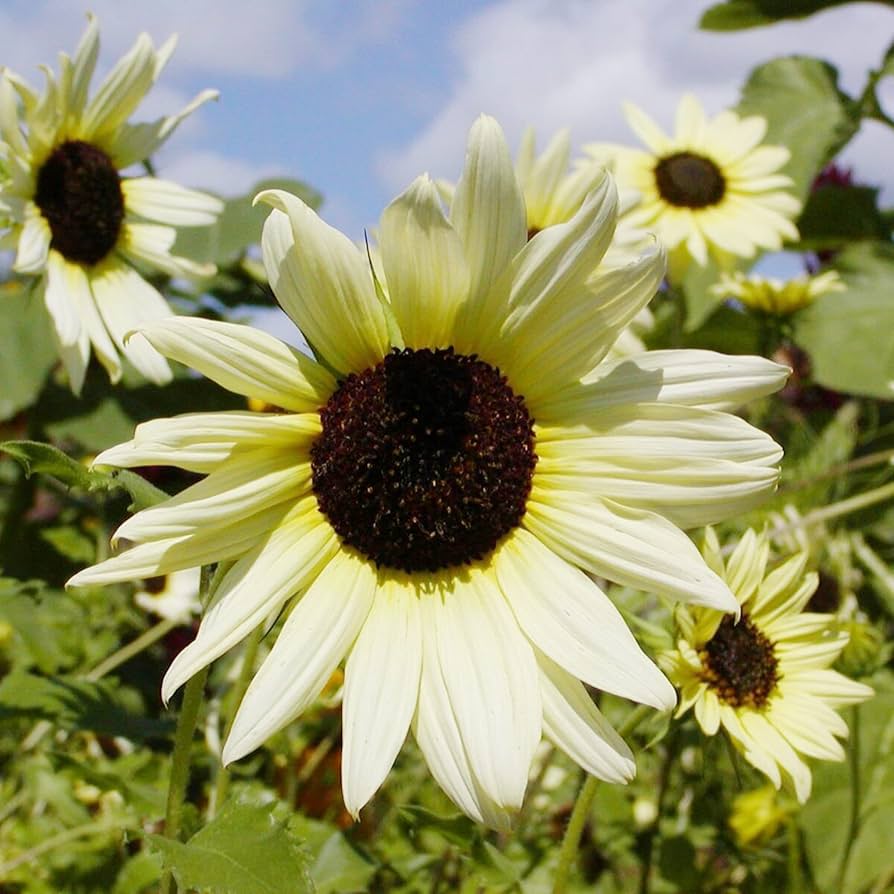Vanilla Ice flower seeds