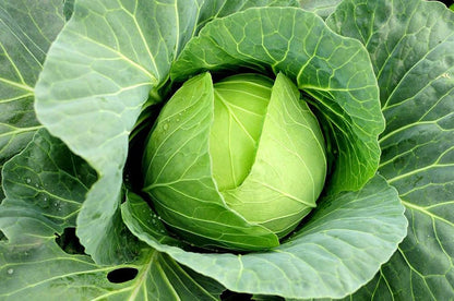 Brassica Seeds for Planting – Heirloom Garden Vegetables