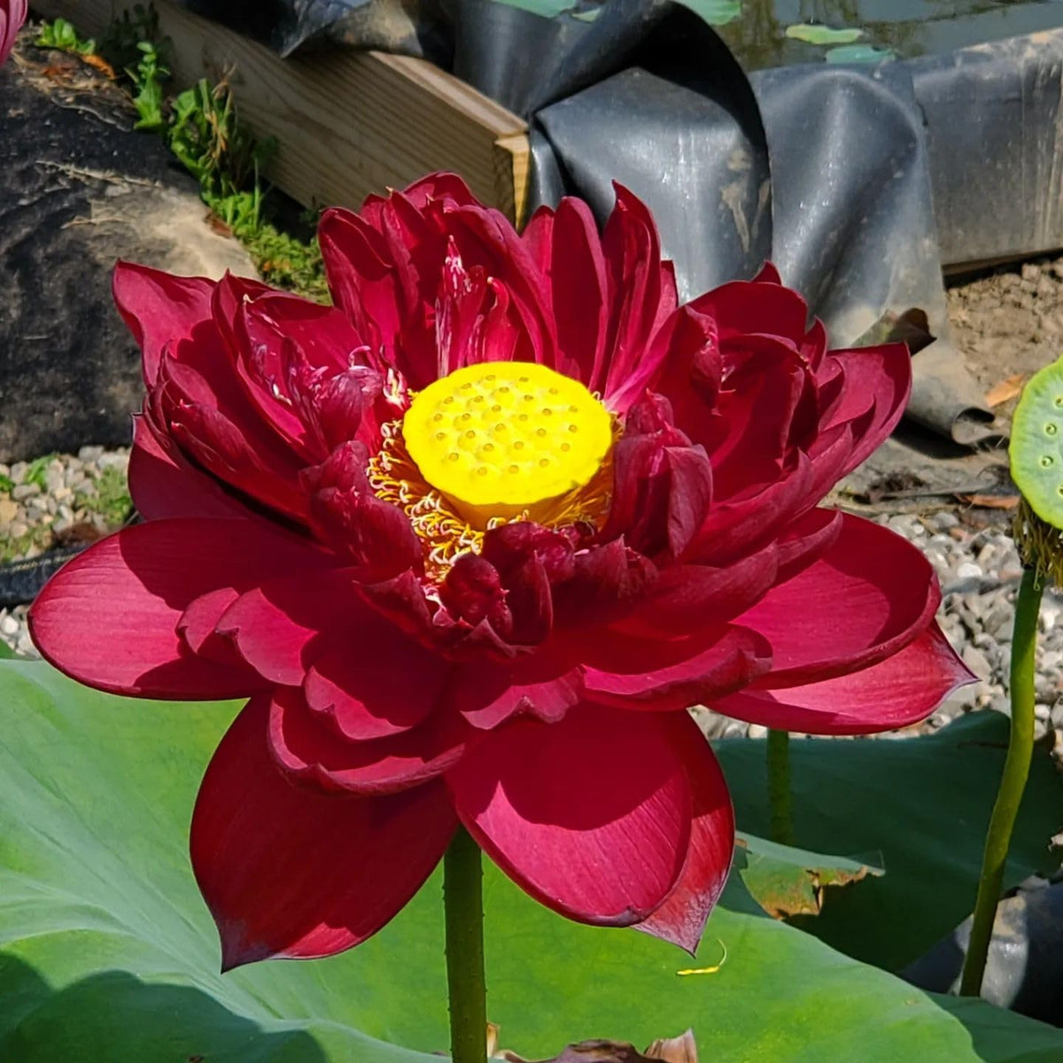 Red Sacred Lotus plant
