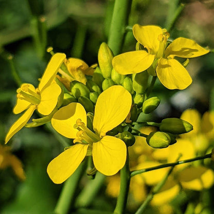 Yellow Mustard Vegetable Seeds for Planting – Heirloom Garden Greens for Home Gardens