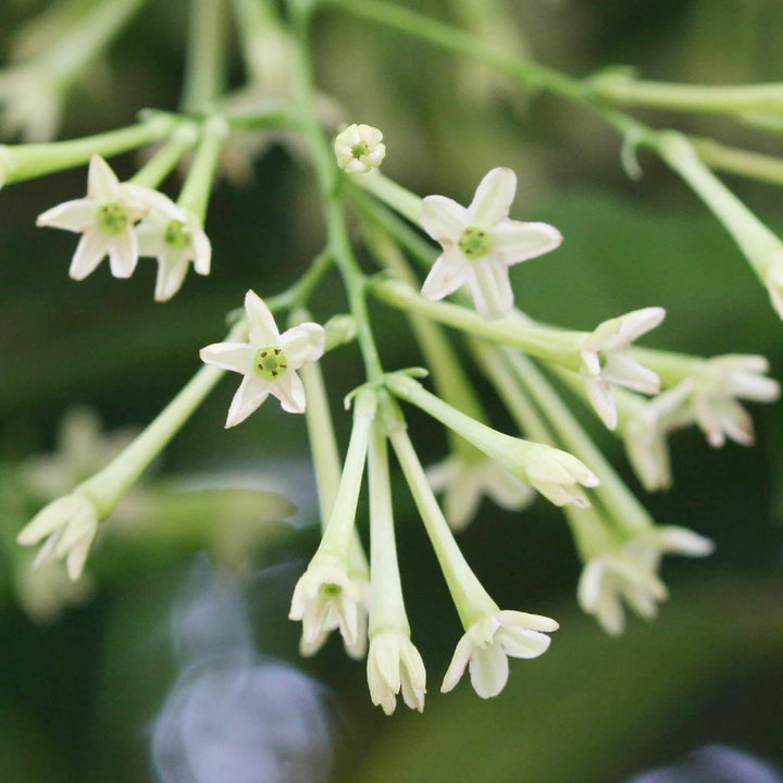 Night Blooming flower seeds