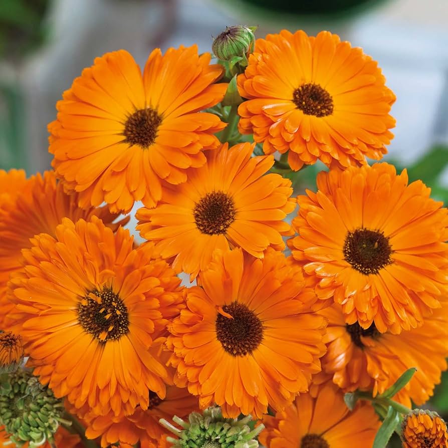 Calendula Geishe flower seeds