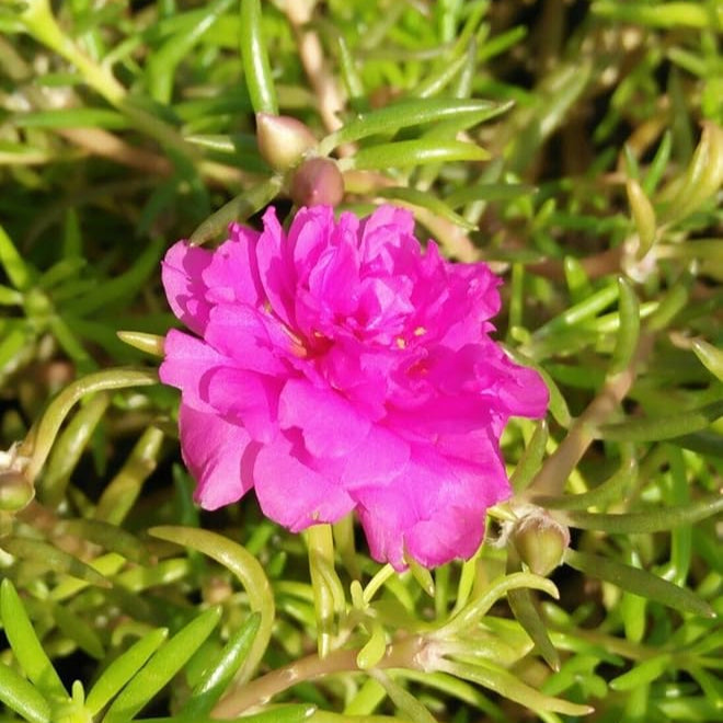 Pink Portulaca flower seeds