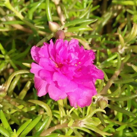 Pink Portulaca flower seeds