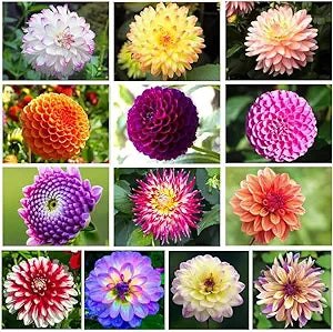 Dahlia flower seeds