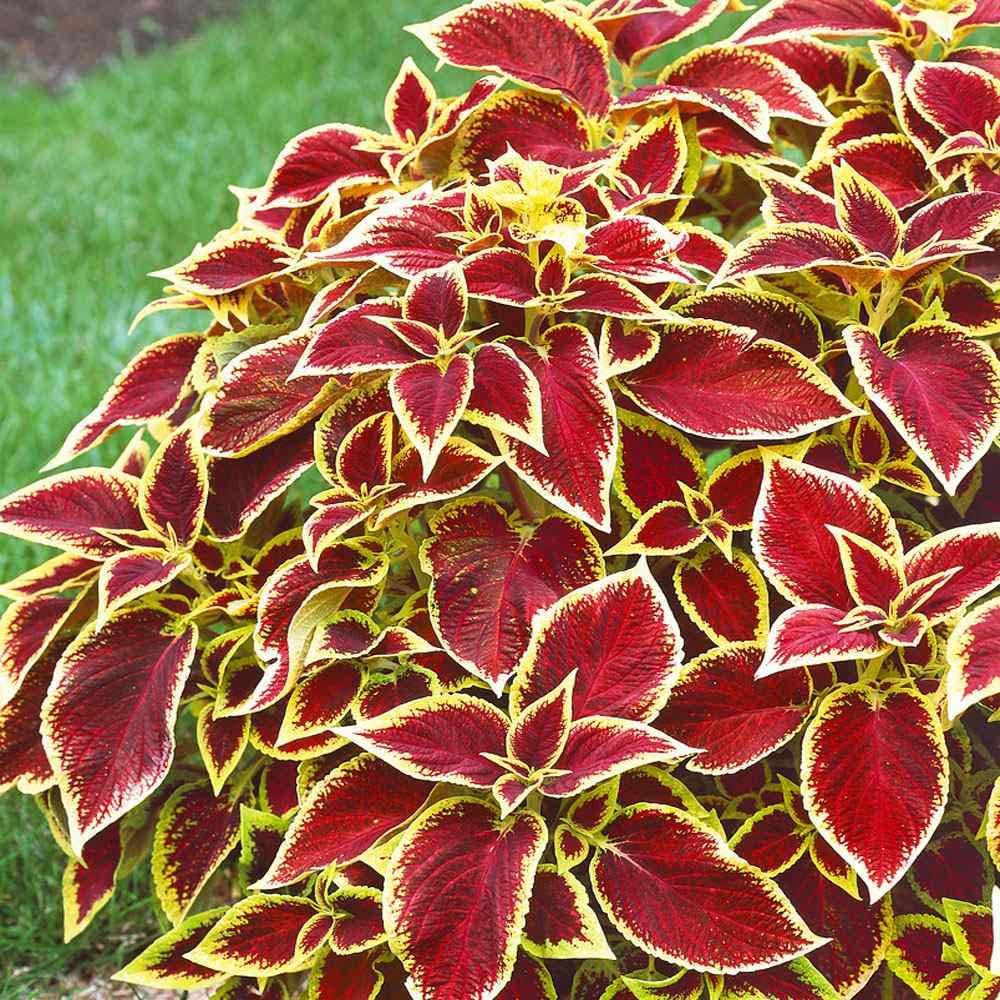 Red And flower seeds