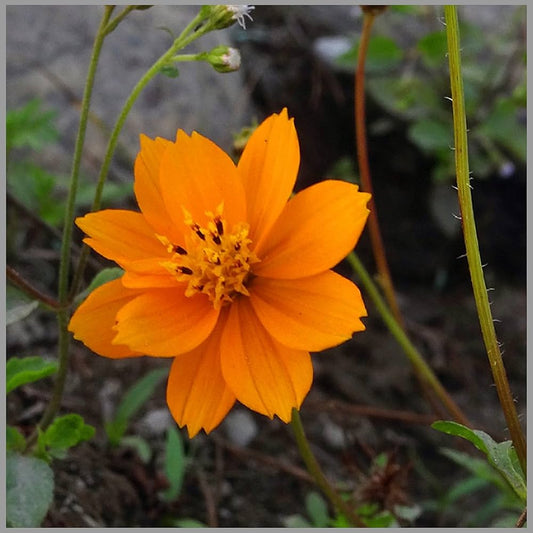 Aster Callistephus flower seeds