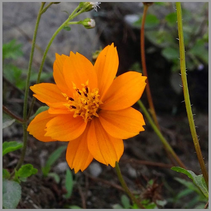 Aster Callistephus flower seeds