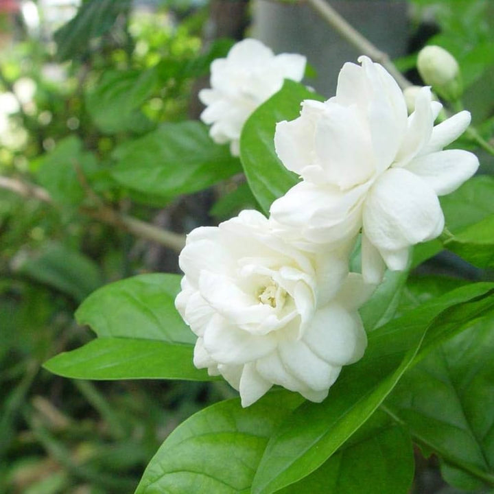 White Jasmine flower seeds