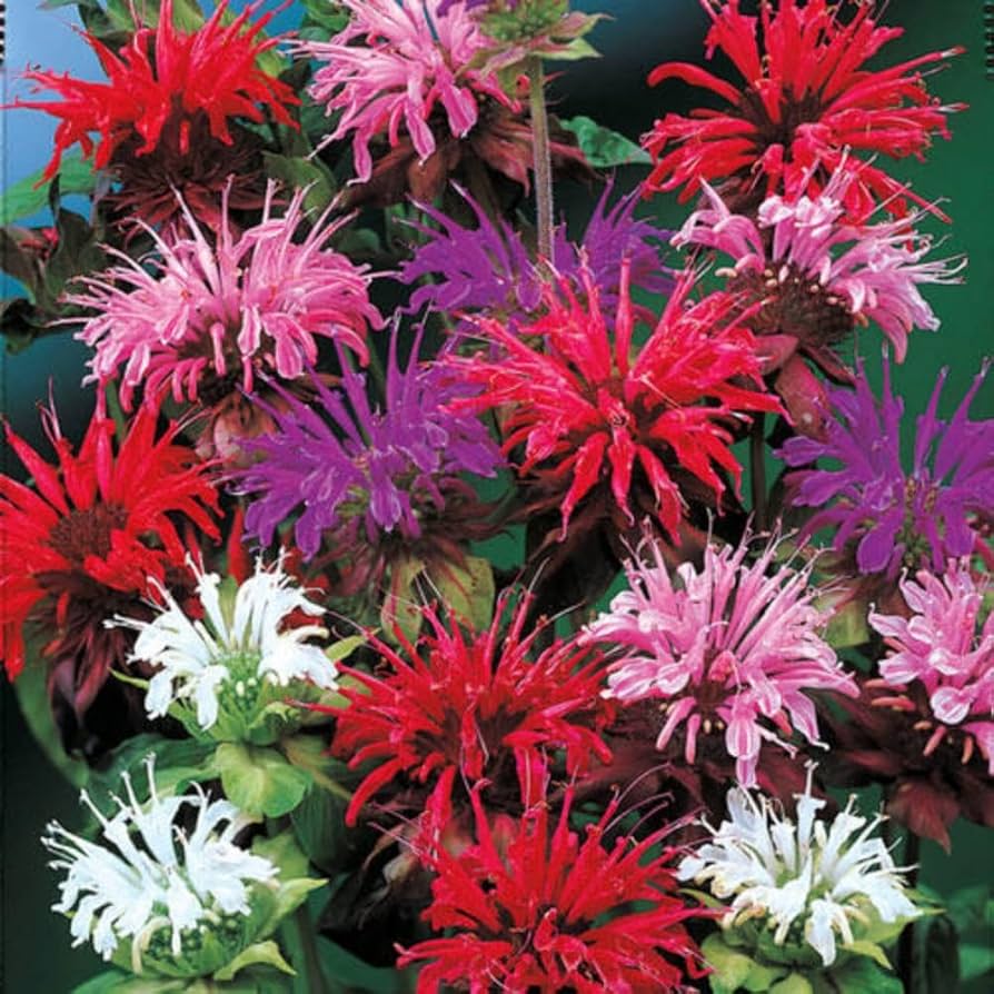 Bergamot flower seeds