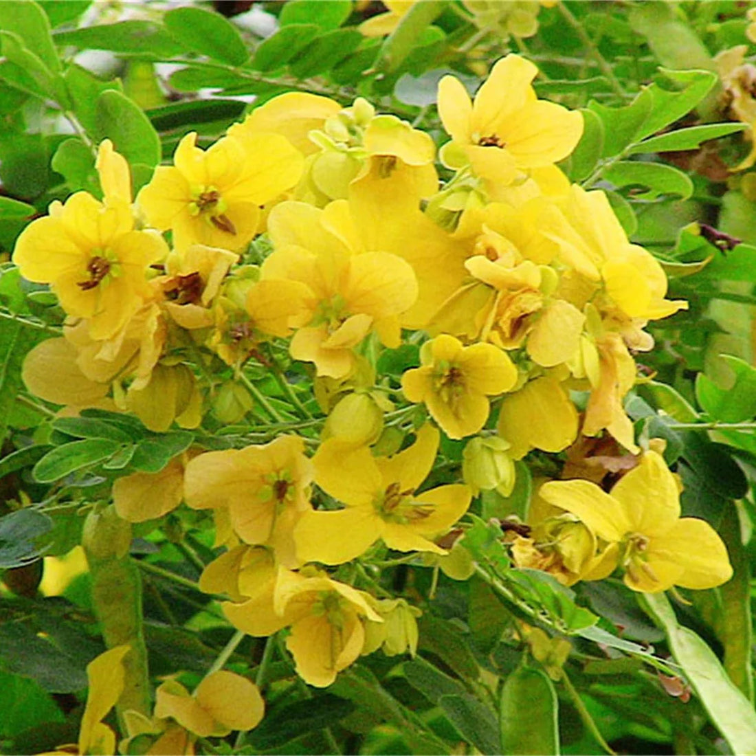 Cassia flower seeds
