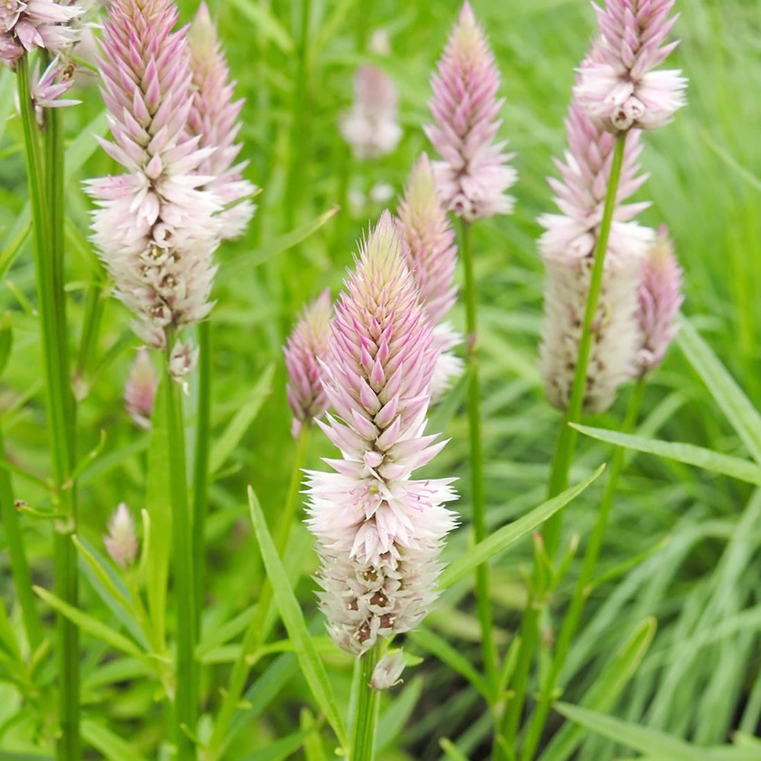 Celosia Plumosa flower seeds