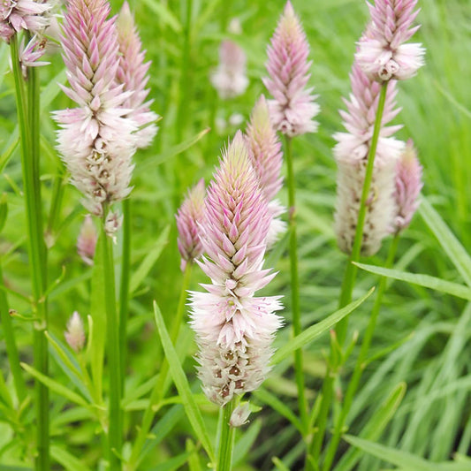 Celosia Plumosa flower seeds