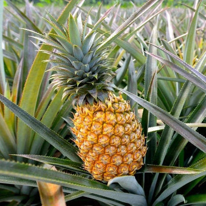 Pineapple Fruit Seeds for Planting – Heirloom Non-GMO Garden Seeds