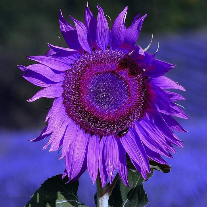Purple Sunflower flower seeds