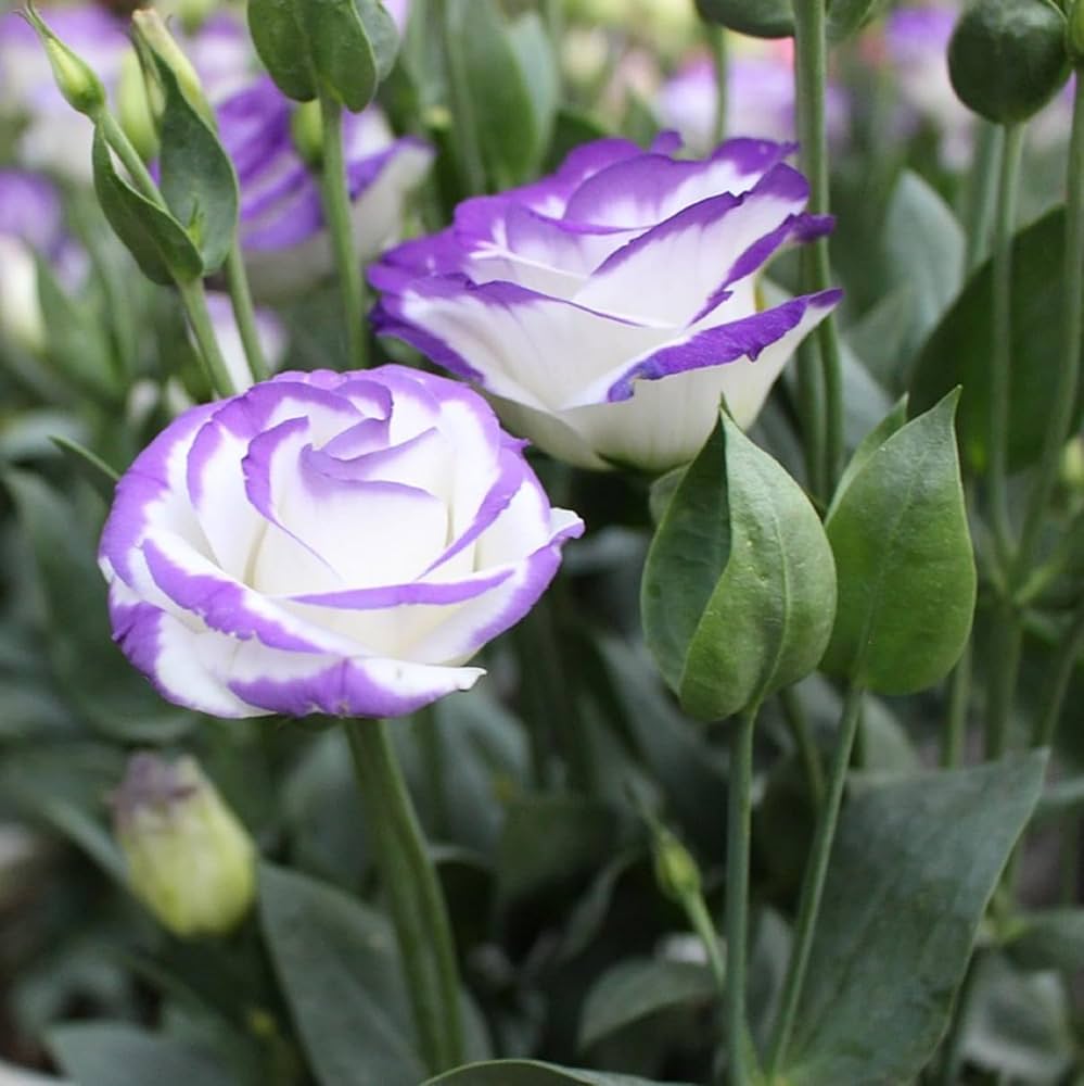 White Blue flower seeds