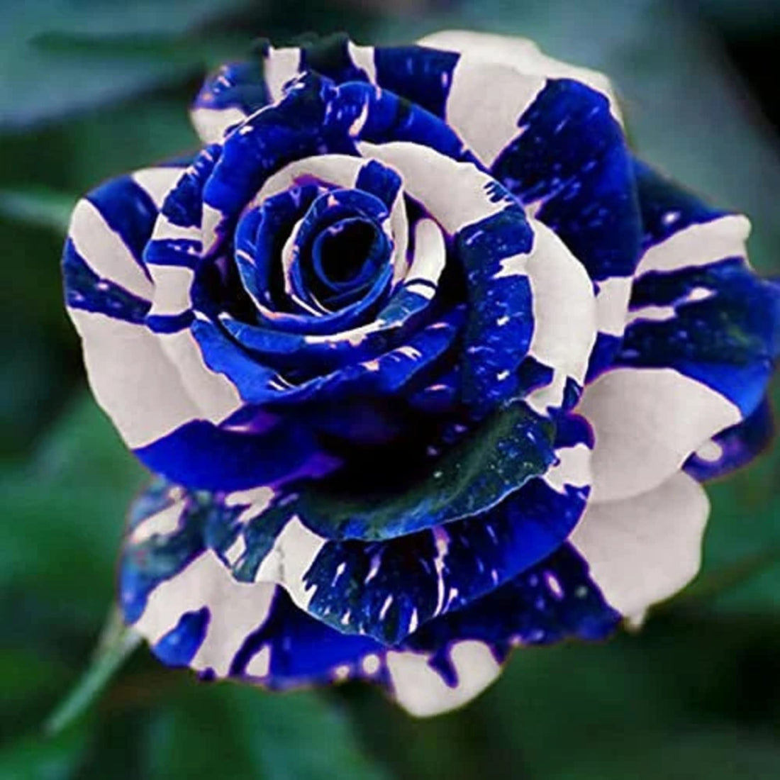 Rose flower seeds