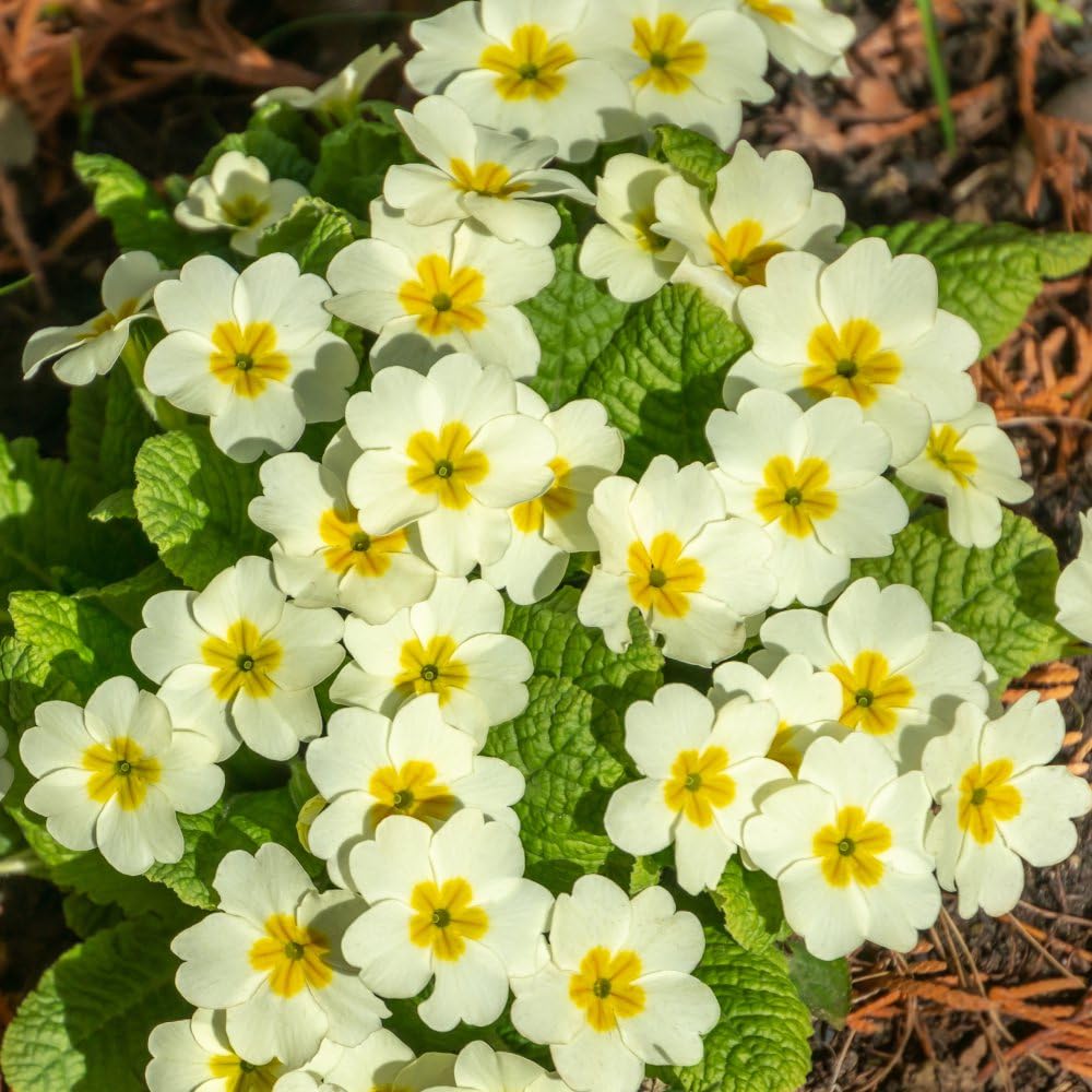 Cream Primula flower seeds