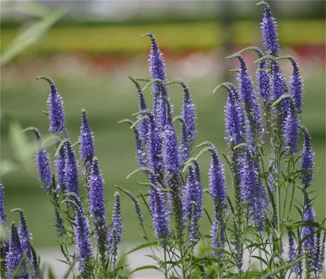 Speedwell Veronica flower seeds