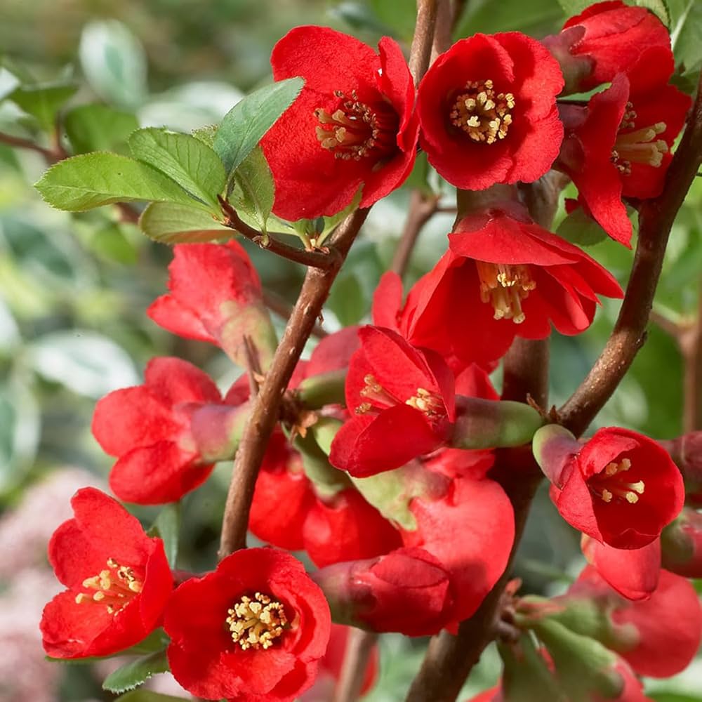 Chaenomeles flower seeds