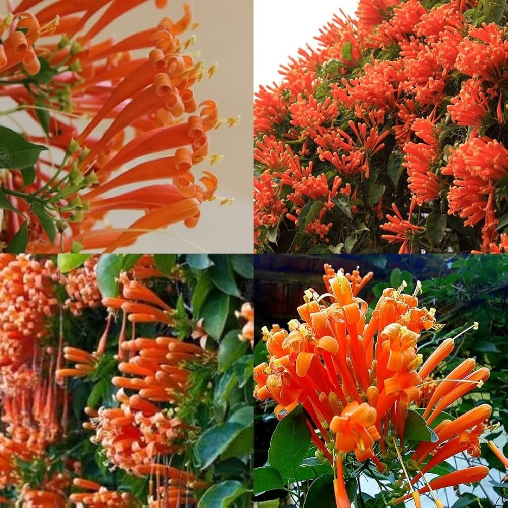 Pyrostegia Venusta flower seeds
