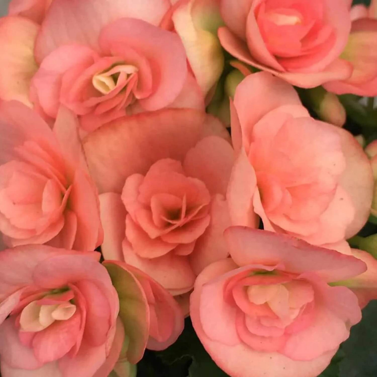 Pink Rieger Begonia plant