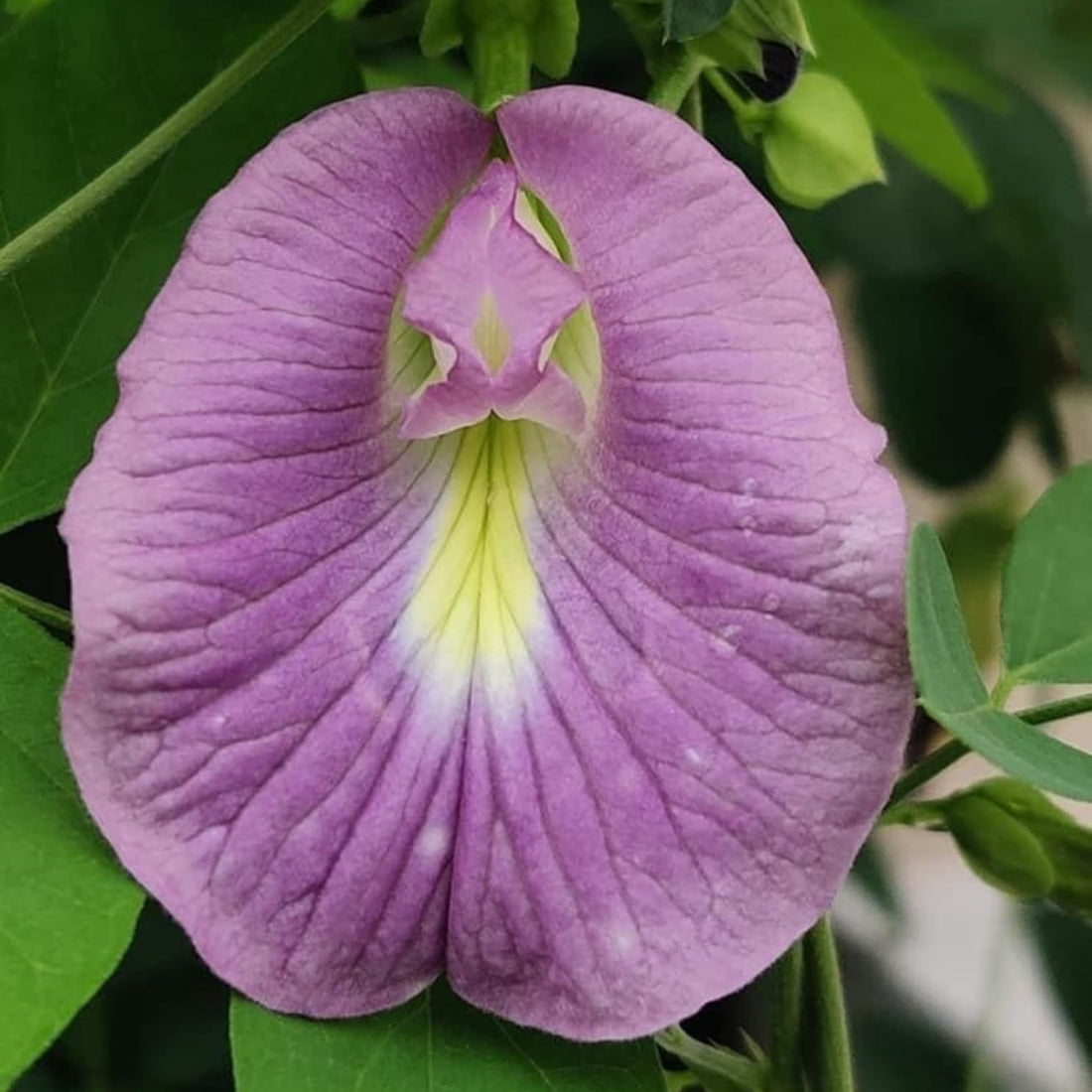 Lavender Campanula flower seeds