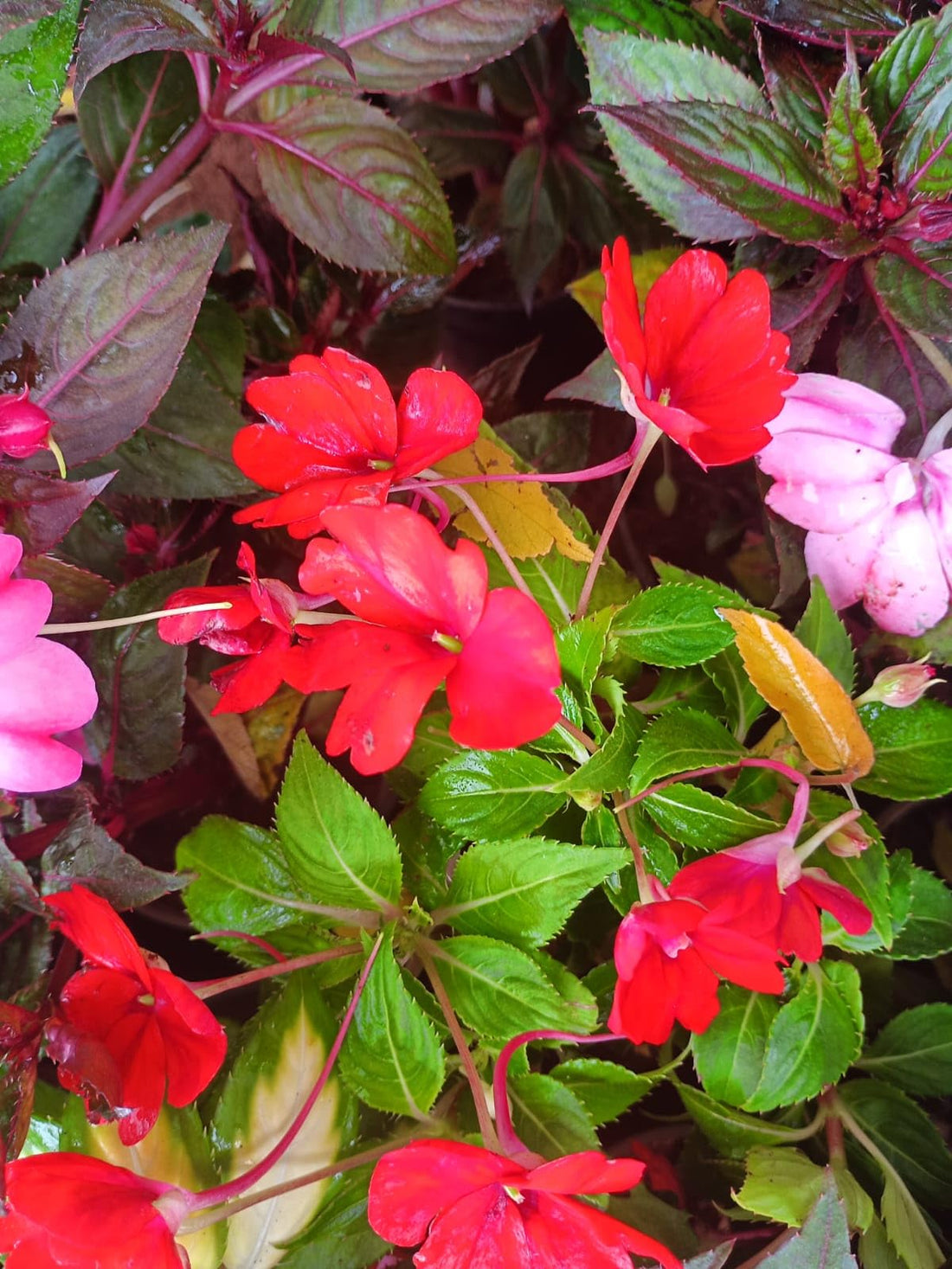Burgundy Impatiens flower seeds
