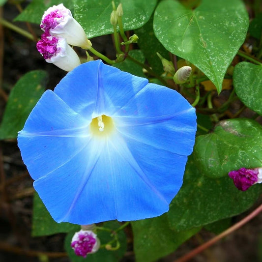 Blue Mandevilla flower seeds