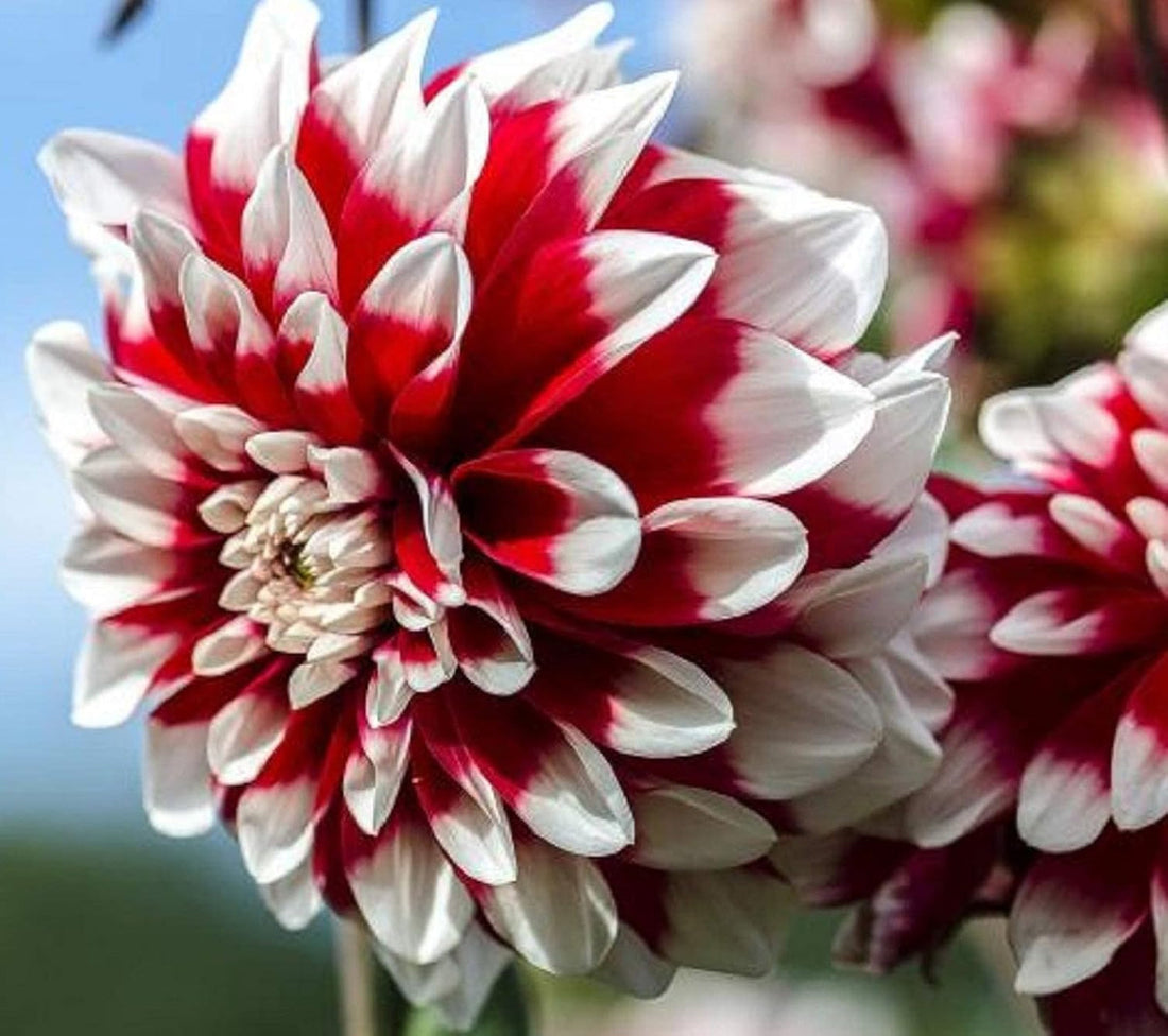 White Red flower seeds