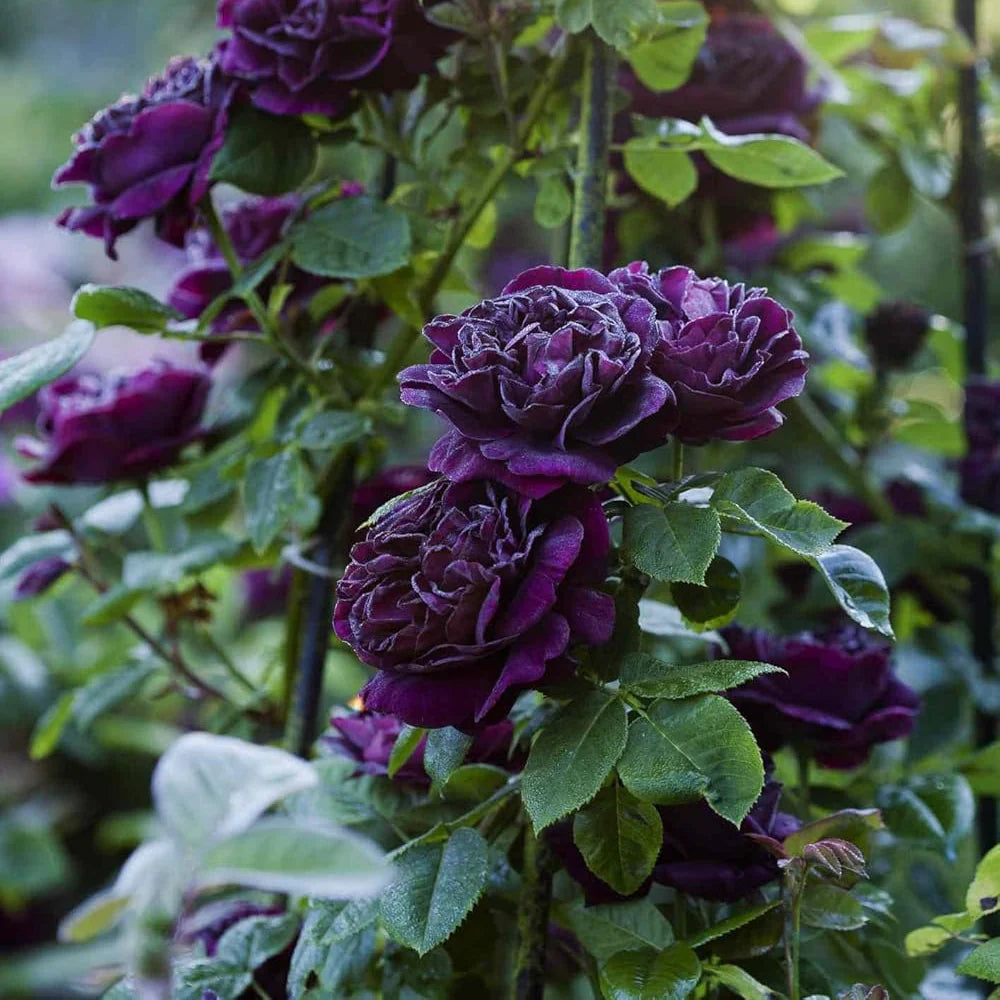 Thick Purple flower seeds