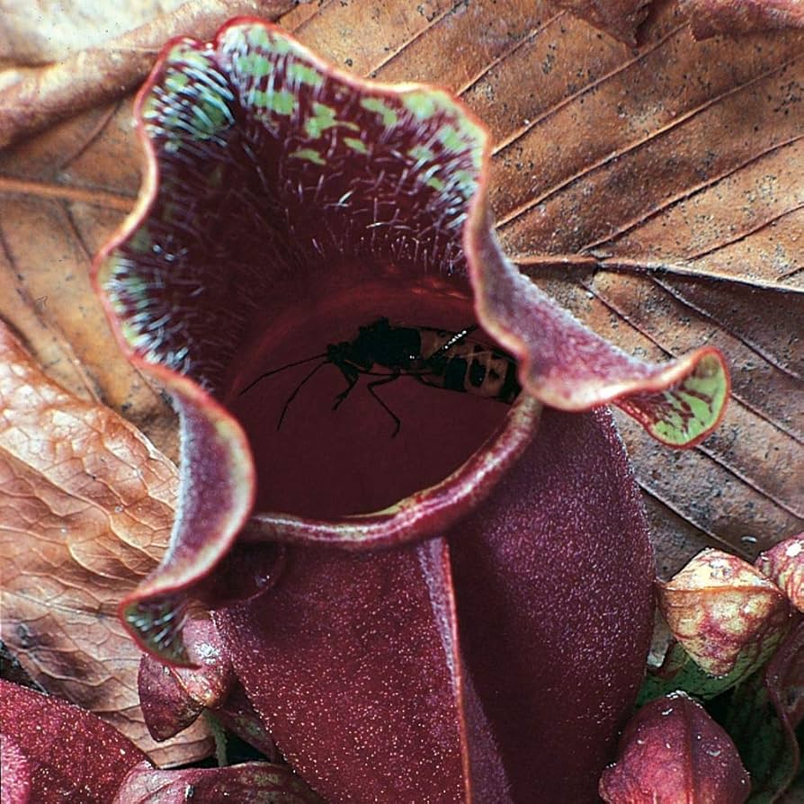 Sarracenia flower seeds