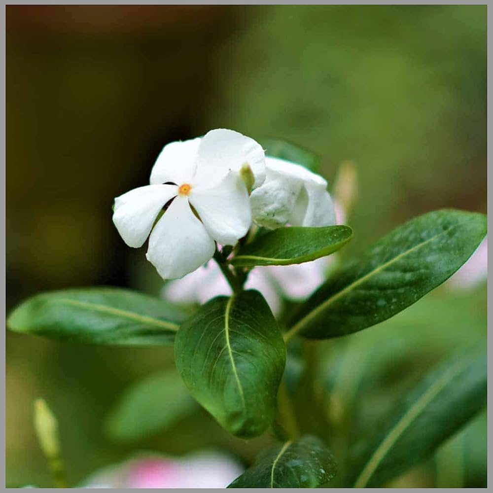 White Periwinkle flower seeds