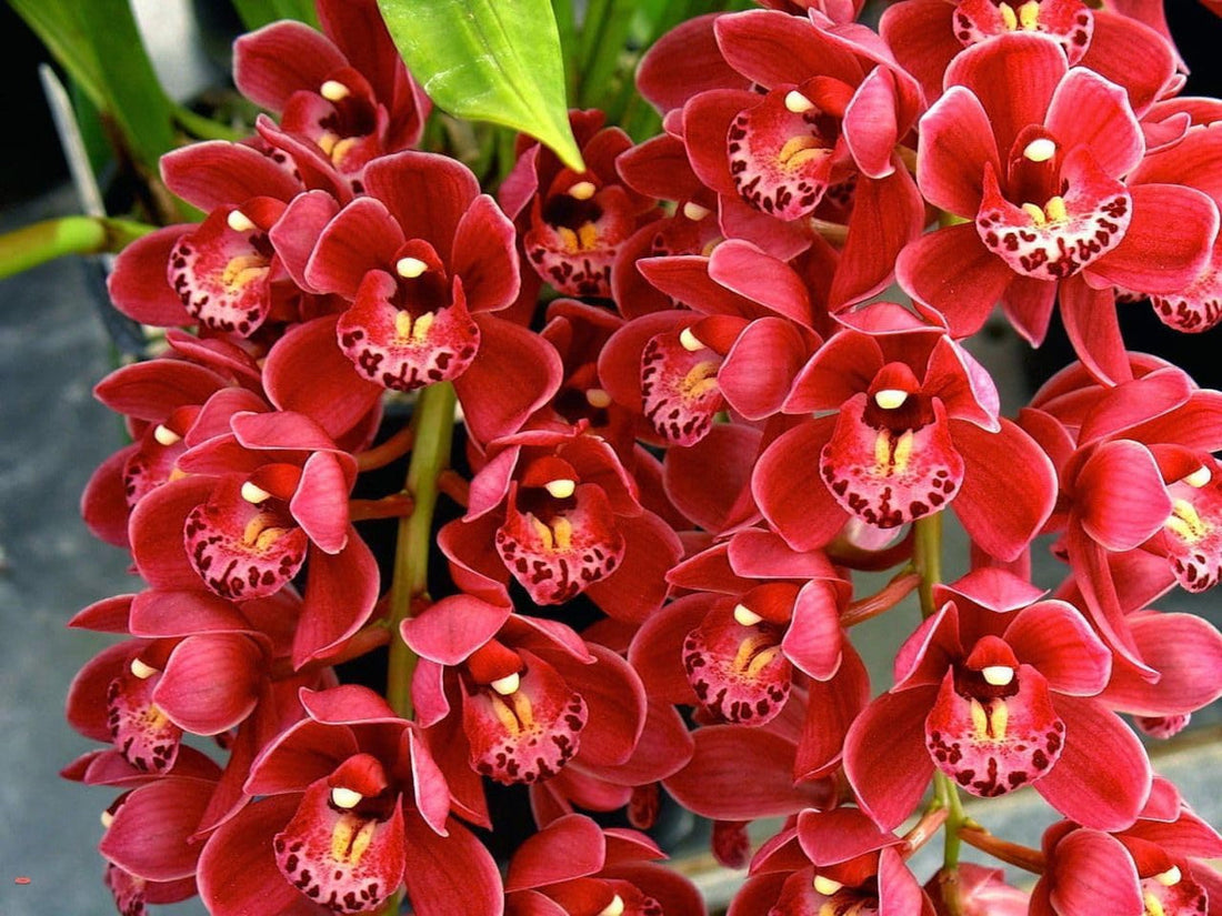 Cymbidium flower seeds