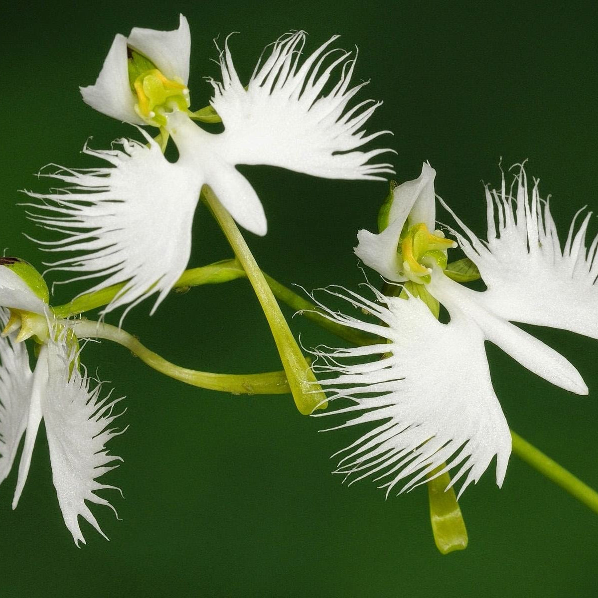 White Egret Orchid plant