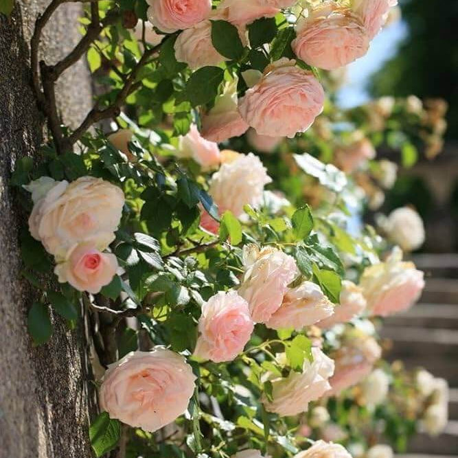 Cream Climbing Rosa plant