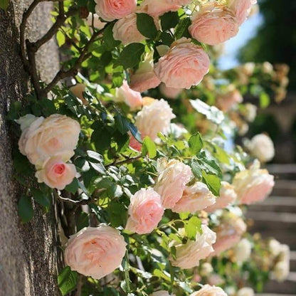 Cream Climbing Rosa plant
