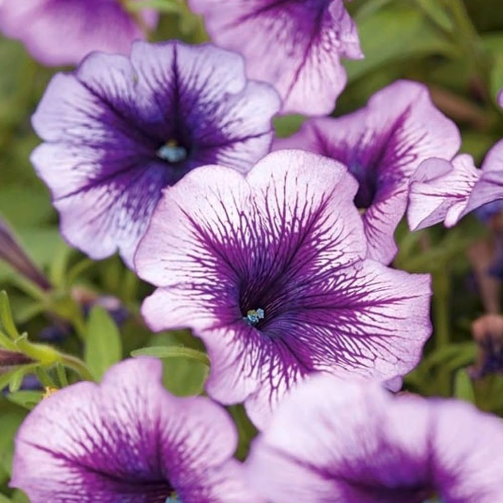 Purple Tritunia flower seeds